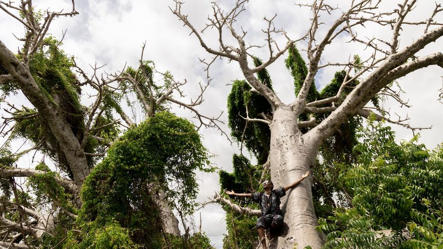 The Baobab Whisperer